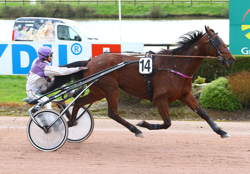 Viking d'Hermès, toujours ingambe à 11 ans