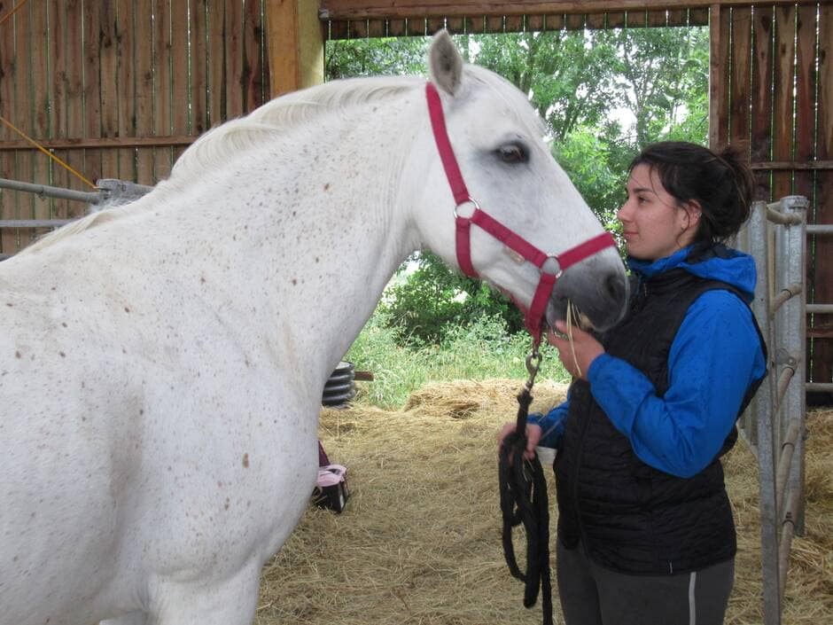 Quatre nouveaux métiers du cheval au Concours des Meilleurs apprentis de France