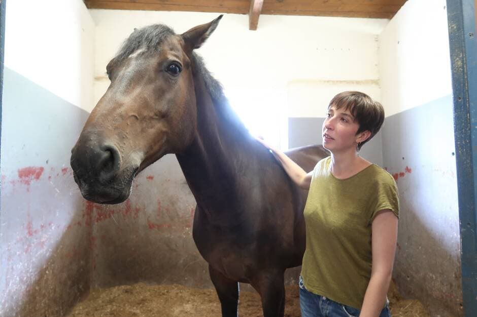 À Saumur, les chevaux sont filmés nuit et jour pour améliorer leur bien-être